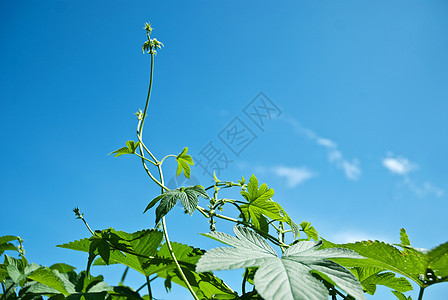 拉坦绿叶植物树叶生活绿色蓝天图片