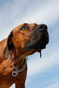 罗得西亚脊背伴侣衣领天空宠物警卫棕色蓝色犬类眼睛动物图片