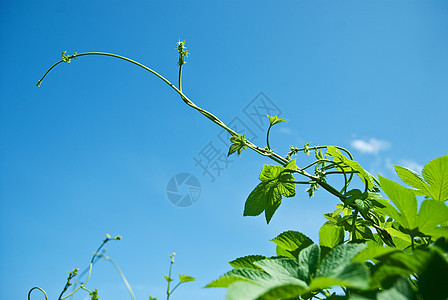 拉坦树叶绿叶绿色蓝天植物生活图片