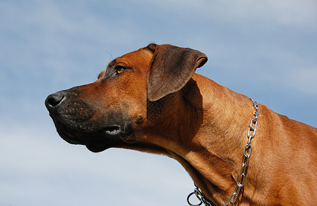 罗得西亚脊背蓝色宠物眼睛天空动物猎狗犬类衣领伴侣棕色图片