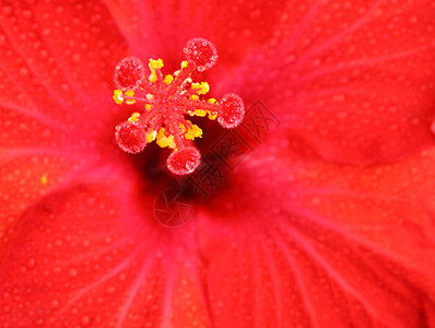 红色圆边框雄蕊花粉异国花瓣植物情调背景图片