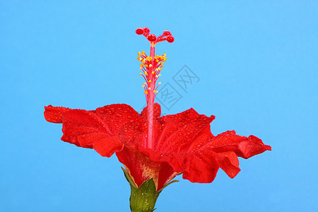 红色圆边框花粉花瓣雄蕊异国植物情调背景图片