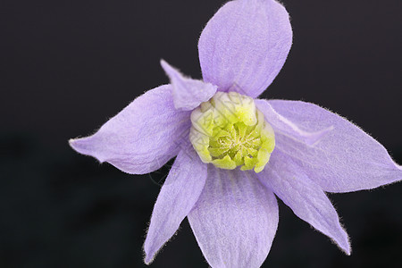 蓝球菌性质雄蕊登山者花瓣植物图片