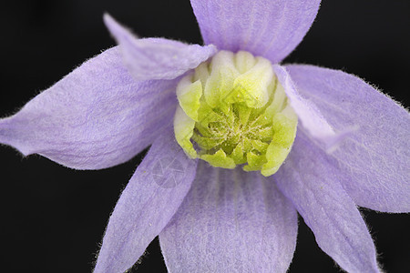 蓝球菌登山者花瓣性质植物雄蕊图片