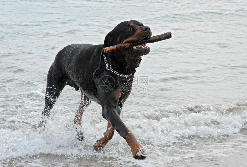 在大海中玩鼠尾蛇黑色犬类海滩牙齿衣领纳犬图片