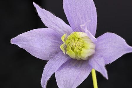 蓝球菌性质登山者花瓣雄蕊植物图片