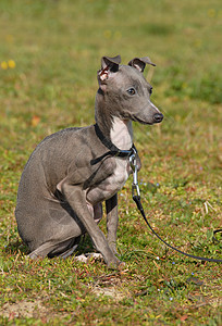 小狗纯种意大利灰色猎犬灰狗宠物衣领犬类动物图片