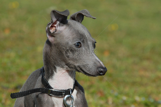 荷巴意大利灰狗动物宠物灰色犬类衣领图片