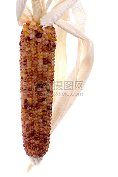 万圣万圣节玉米孤立营养农业蔬菜绿色粮食棒子植物季节性食物玉米芯图片