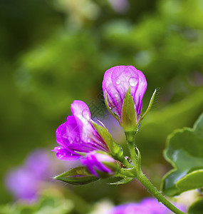 杰拉纽生长植物群花束绿色花园花瓣粉色礼物植物叶子图片