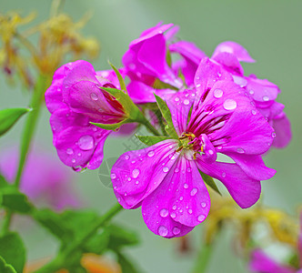 杰拉纽粉色植物群花园绿色花瓣植物生长礼物叶子花束图片