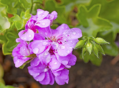 杰拉纽粉色绿色礼物花束叶子生长植物群植物花瓣花园图片