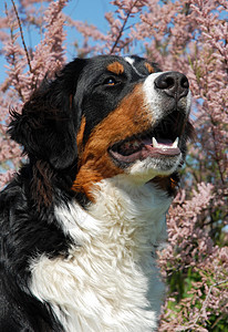 年轻的伯恩山狗小狗犬类舌头哺乳动物鼻子牙齿山犬动物眼睛宠物图片