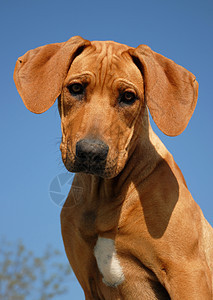 小狗罗得西亚山脊棕色衣领眼睛伴侣猎狗犬类动物天空宠物蓝色图片