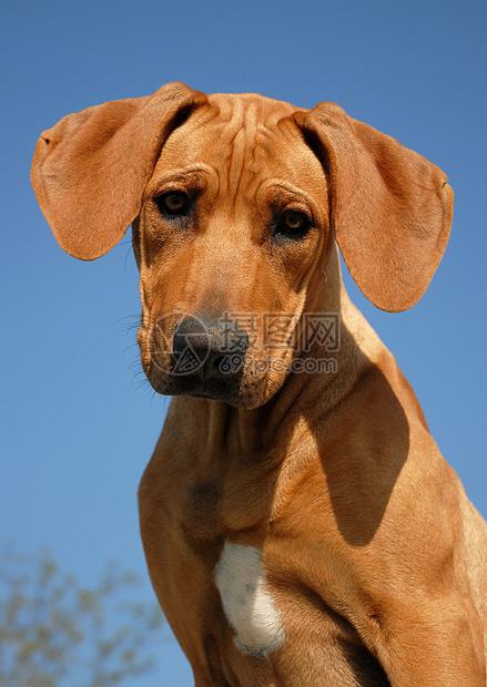 小狗罗得西亚山脊棕色衣领眼睛伴侣猎狗犬类动物天空宠物蓝色图片