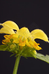 死网植物黄色花瓣树叶图片