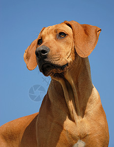 小狗罗得西亚山脊伴侣猎狗衣领眼睛天空犬类宠物棕色动物蓝色图片