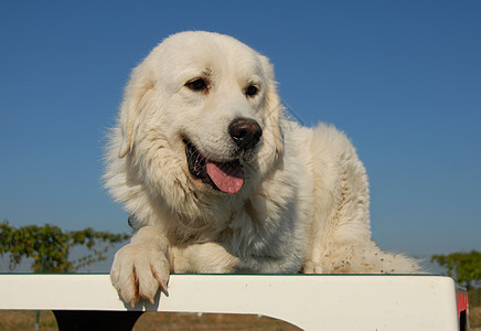 牧羊人白色舌头动物牧羊犬天空伴侣宠物桌子蓝色警卫图片