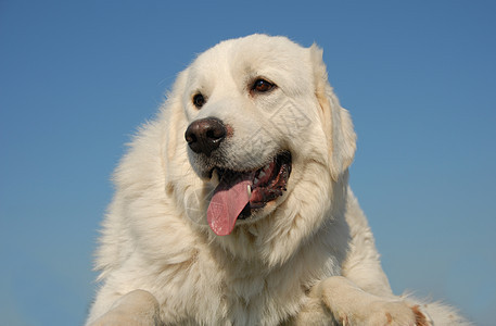 牧羊人动物牧羊犬天空白色舌头坡头宠物伴侣警卫蓝色图片