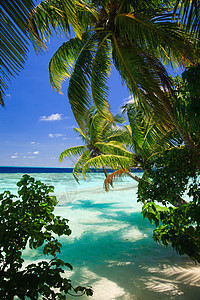 马尔代夫的热带天堂旅游叶子蓝色气候地平线游泳旅行海岸线场景太阳图片