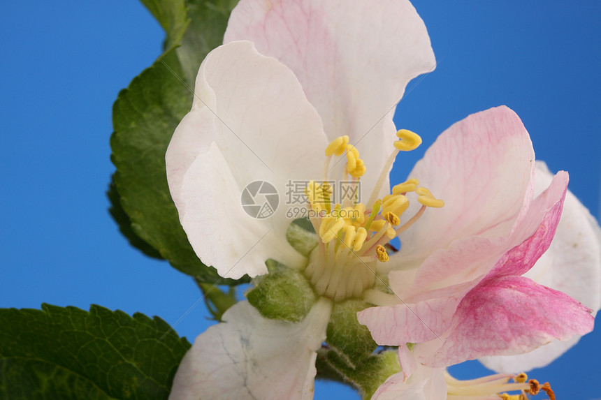 苹果花叶子花园雄蕊花瓣果园水果图片