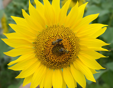 阳光明媚的日葵上 两只蜜蜂图片