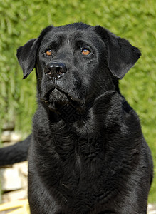 拉布拉多检索器黑色花园宠物动物猎犬白色打猎哺乳动物图片