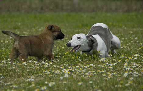 灰狗和小狗牧羊犬宠物场地草地雏菊犬类衣领朋友友谊图片