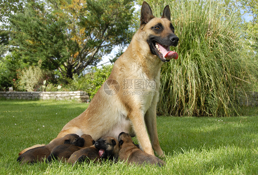 营养不良和小狗家庭女性宠物警卫母亲高度牧羊人海拔动物伴侣图片