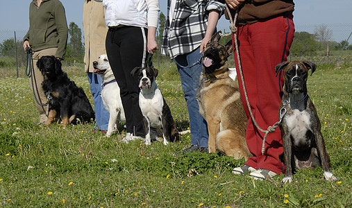 有训练狗的训练犬牧羊犬朋友衣领牛仔裤拳击手猎犬男人宠物动物俱乐部图片