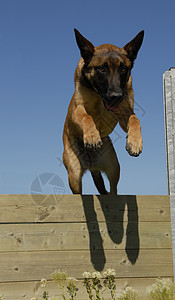 跳跃麦地诺天空宠物牧羊犬运动蓝色训练警犬伴侣动物牧羊人图片