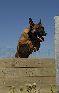 德国牧羊犬跳跃麦地诺蓝色运动宠物训练牧羊犬天空警犬伴侣警卫动物背景