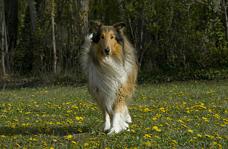 列跑步毛皮牧羊人警卫场地宠物伴侣动物牧羊犬图片