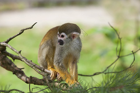 普通松鼠猴子流域尾巴猿猴耳朵动物灵长类动物园野生动物灭绝鼠属图片