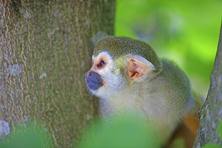 普通松鼠猴子动物园婴儿鼻子鬼脸哺乳动物耳朵灭绝尾巴野生动物动物图片