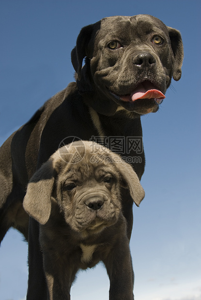 意大利大公母和小狗灰色宠物甘蔗婴儿警卫伴侣母亲意大利语图片