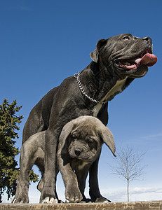 意大利大公母和小狗灰色甘蔗宠物母亲意大利语警卫婴儿伴侣图片