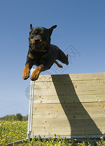 跳跃旋滚鼠宠物纳犬运动动物朋友攻击伴侣警卫黑色图片