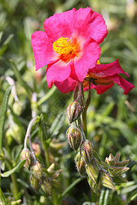 英美之国植物粉色假山灌木花瓣图片