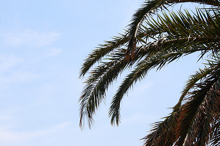 椰枣树叶状体天空植物树叶图片