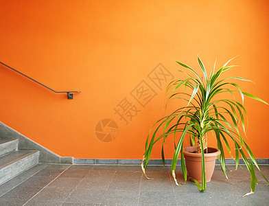 在橙色墙上的锅里装饰房子商业房间地面软管生长橙子生活财产图片