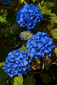 蓝蓝色黑兰花acolor衬套生长植物公园花瓣植被宏观花束绣球花园艺图片