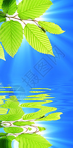 夏季夏天生态反射天空蓝色树叶温泉横幅环境晴天分支机构图片
