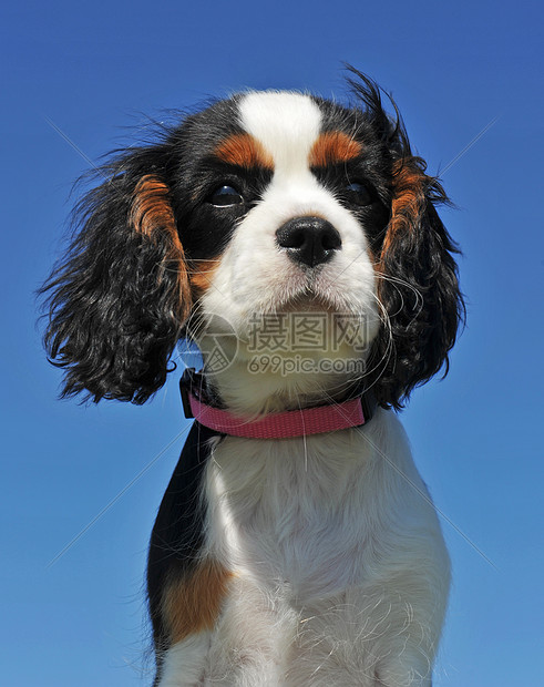 小狗骑兵王查尔斯动物猎犬犬类蓝色骑士天空宠物图片