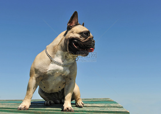 法国斗牛犬宠物天空蓝色动物犬类斗牛犬棕色图片