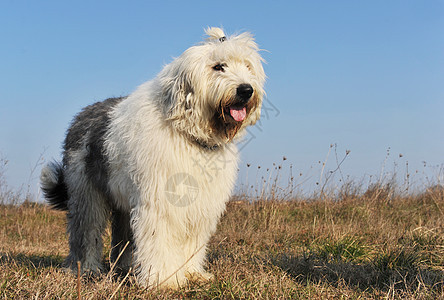 英国老牧羊犬蓝色短尾双色犬类白色草地牧羊犬宠物场地天空图片