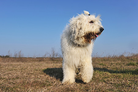 英国老牧羊犬草地双色场地天空蓝色犬类牧羊犬白色宠物短尾图片