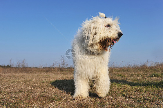 英国老牧羊犬草地双色场地天空蓝色犬类牧羊犬白色宠物短尾图片
