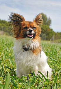 帕皮隆狗动物草地白色伴侣宠物蝴蝶犬类衣领毛皮场地图片