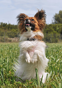 帕皮隆狗动物犬类伴侣草地毛皮场地宠物蝴蝶衣领白色图片